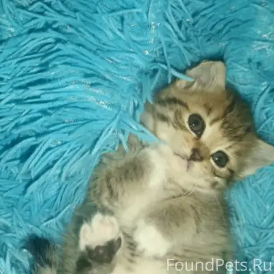 Найдена кошка Мия