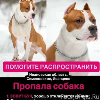 Пропал амстаф Буч, Семёновское