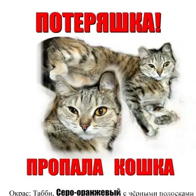 Пропала кошка Чинка, Новосибирск