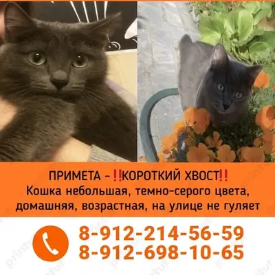Пропала кошка, серый окрас, Богданович