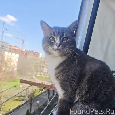 Пропал кот 
