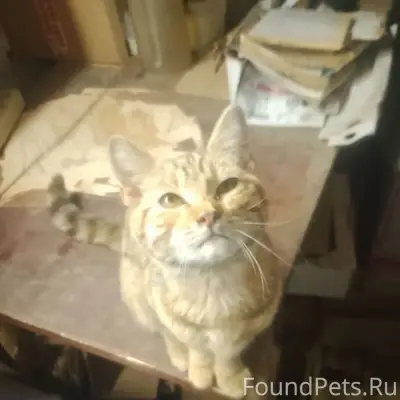Пропал кот, Луговая