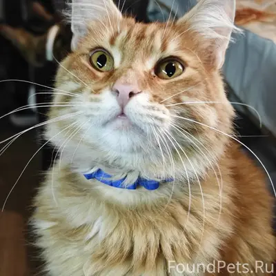 Пропал кот Макс, Начало Гоголя