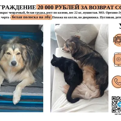 Пропала кошка Сёмико, Орехово-Зуево