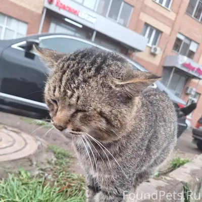 Найден кот, Фучика