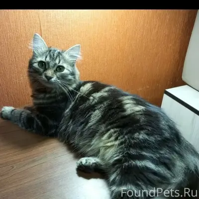 Пропал кот Финик, Сокол