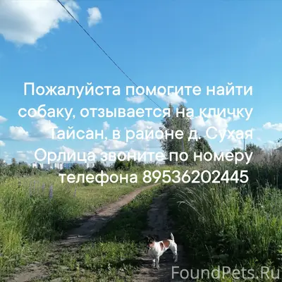 Пропал Джек Рассел терьер Тайсан, д. Сухая Орлица