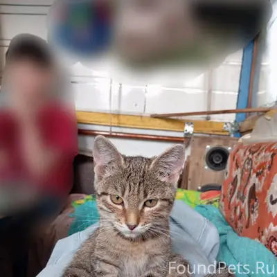 Пропала кошка Лиза, улица Ульянова