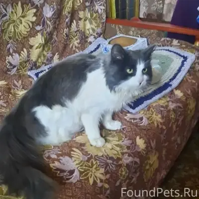Найдена кошка, СНТ 'Искра', Карелия