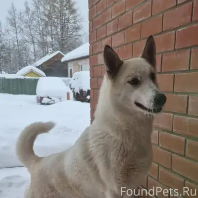 Пропала лайка, 