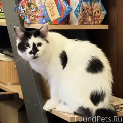 Пропал кот Люцик, Оскочное