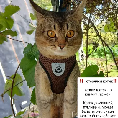 Пропал кот Тасман, Пионерный микрорайон