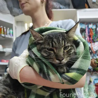 Найден кот, Киквидзе