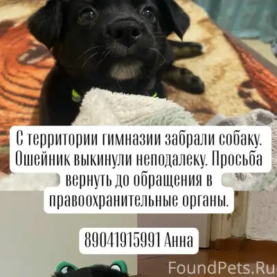 Пропала собака, 