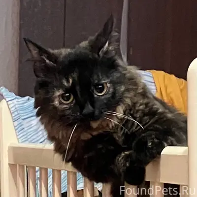 Пропала кошка, Южный посёлок