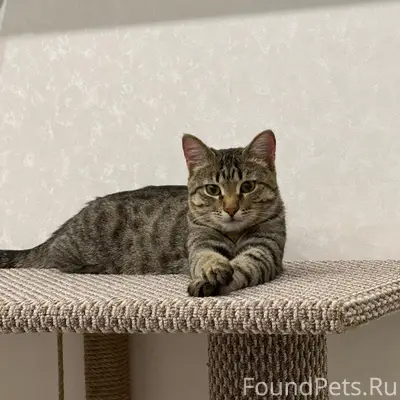 Пропал кот Тимка, район улиц Братьев Кашириных, Парковая