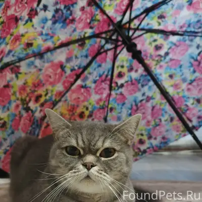 Пропала кошка Буся, улица Ссако 19