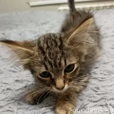 Найден котёнок, лес