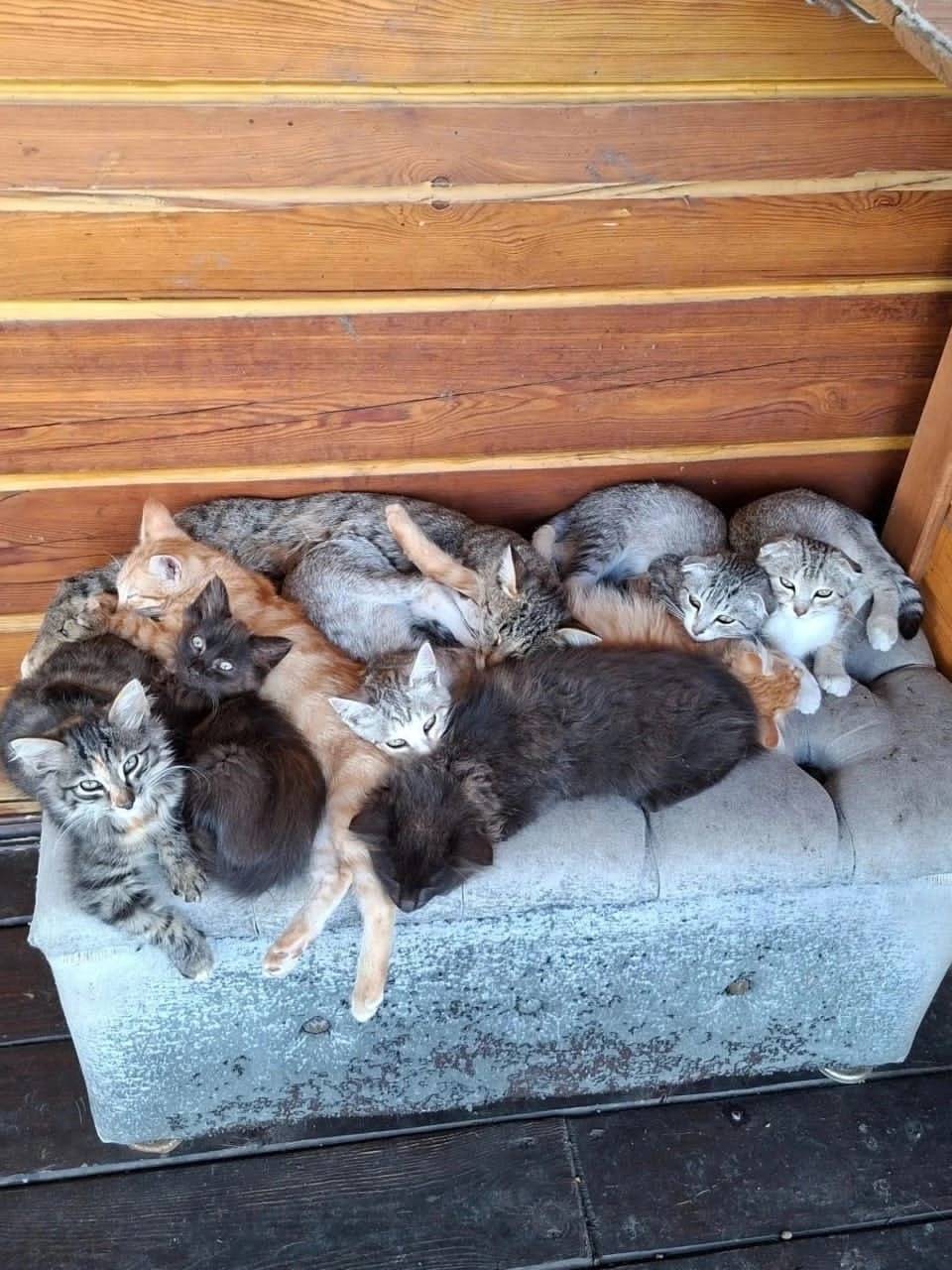Найдены котята, пригород Уфы