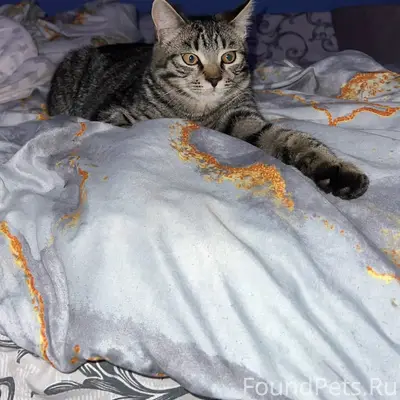 Пропал кот, улица Горького