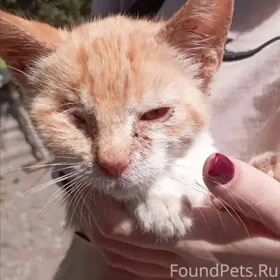 Найден котёнок, центр города
