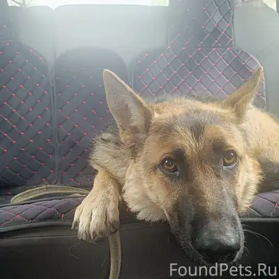 Найдена собака, Солнечногорск
