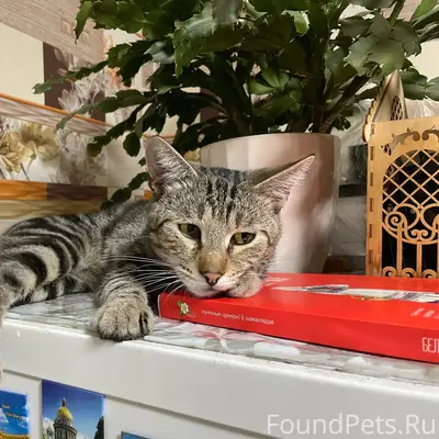 Пропал кот Рич, улица Бородовка