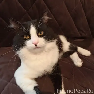 Пропал кот Борис