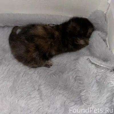 Найден трёхцветный котёнок, без дома