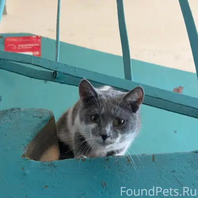 Найдена кошка с ошейником, улица Суворова, Калуга