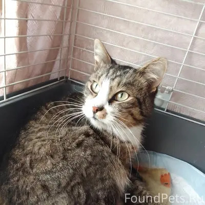 Найдена кошка, Белоусово