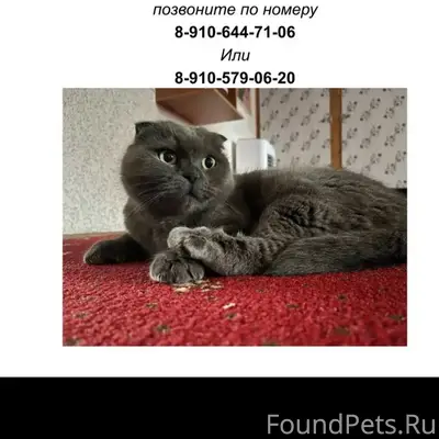 Пропала кошка,
