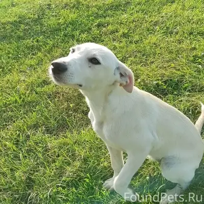 Пропали щенки, район Красинского рынка