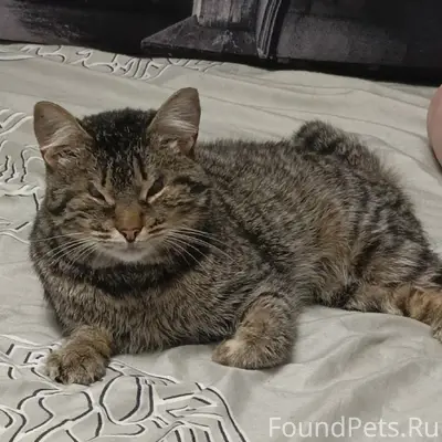 Пропал кот Лунтик, Куйбышевский посёлок