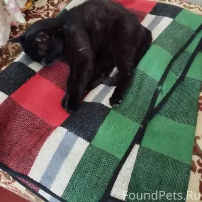 Пропал черный кот