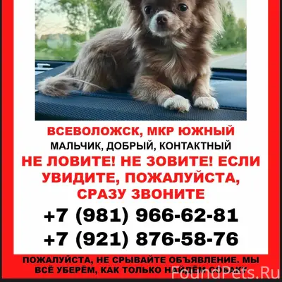 Пропал чихуахуа, Всеволожск, мкрн Южный