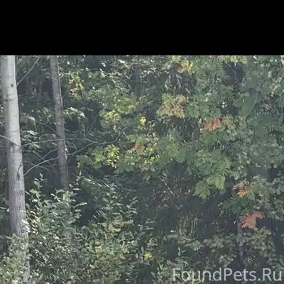 Пропала собака, Всеволожский район