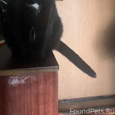Пропал кот Федя
