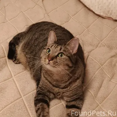 Пропал кот, Малая Ельня