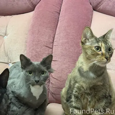 Пропал серый кот, Черемушки