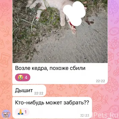 Найден котёнок, Советский район