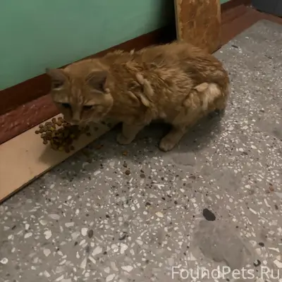 Найден кот, ул. Львовская