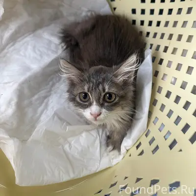 Найдена кошка, нуждается в доме