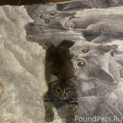 Пропал котёнок Бося, Машиностроителей