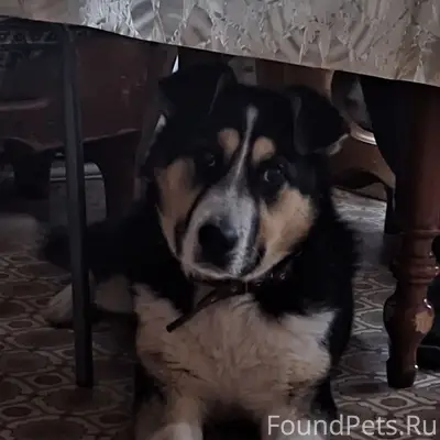 Пропал пёс Кай