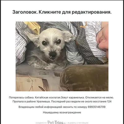 Пропала китайская хохлатая Карамелька, Екатеринбург