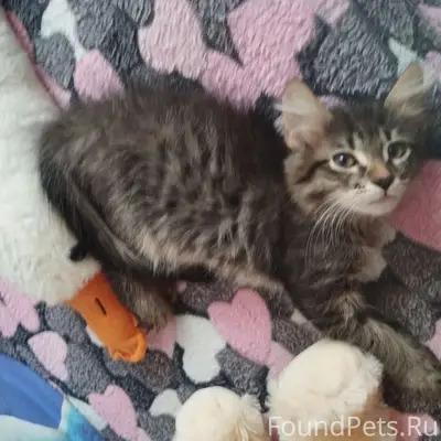 Пропали котята Дыма и Кипишь, район Рождественской школы
