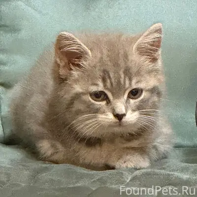 Пропала кошка Тина, серый окрас, ошейник