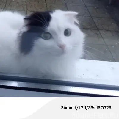 Пропала кошка Боня, снт Радуга