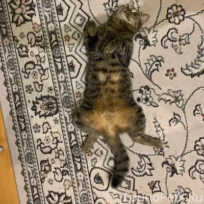 Пропала кошка Клёпа, улица Новая, 7